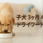 子犬3ヶ月4ヶ月のドライフード量の決め方!間違いがちな落とし穴