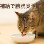 膀胱炎の猫にちゅーるを与えるなら知っておきたい注意点
