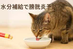 膀胱炎の猫にちゅーるを与えるなら知っておきたい注意点