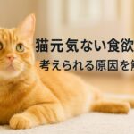食欲あるのに猫元気ない…放置NGの理由と対処法を解説