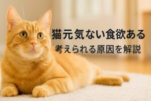 食欲あるのに猫元気ない…放置NGの理由と対処法を解説