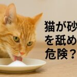 猫は砂糖を舐めたらダメ?5つの理由とリスクを紹介