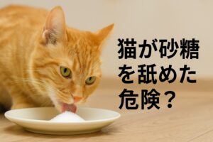 猫は砂糖を舐めたらダメ？5つの理由とリスクを紹介
