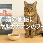 猫の便秘に効くフードは？ロイヤルカナンの効果と選び方